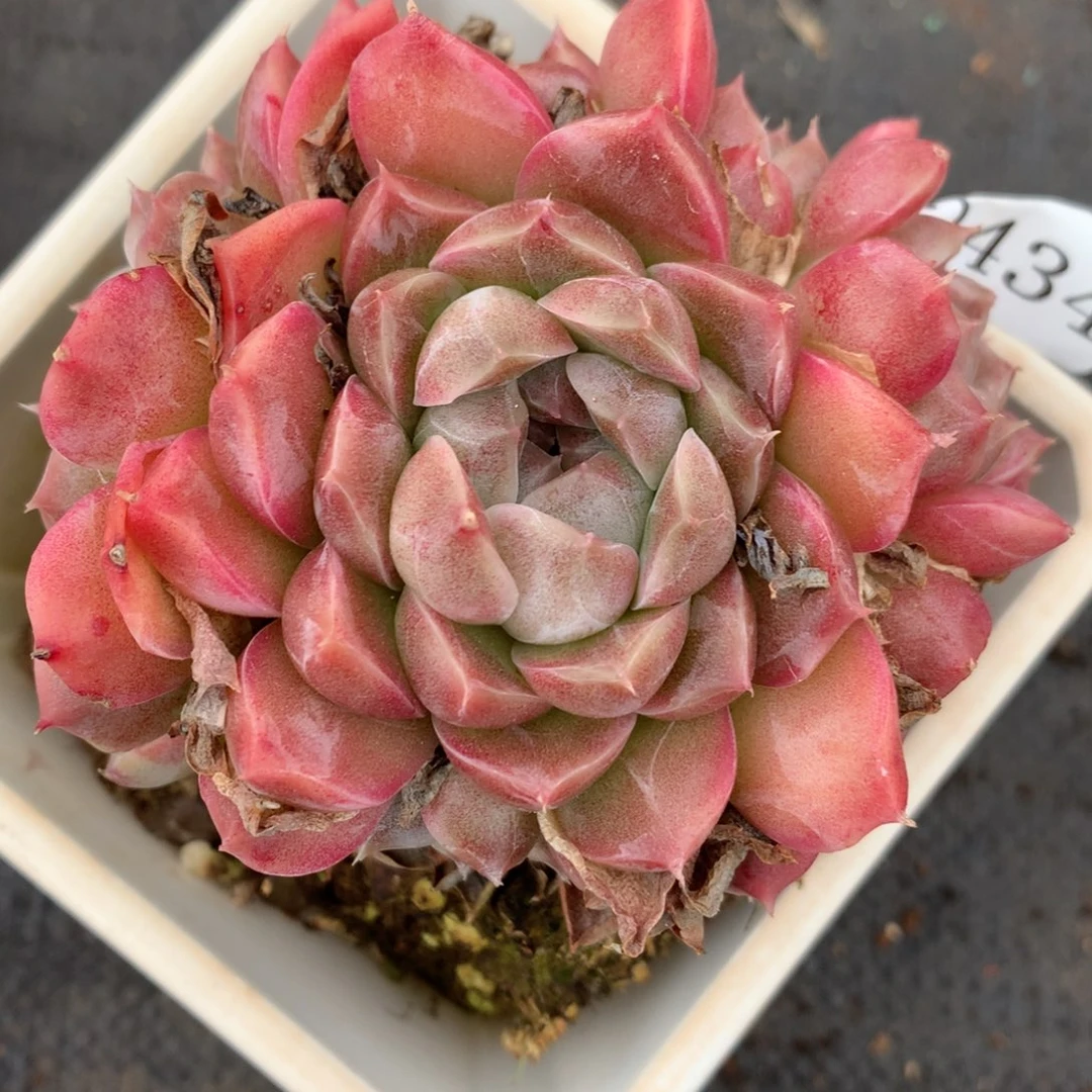 2434杂交多肉老桩