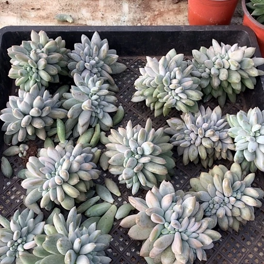 胖哥特缀化两颗一组