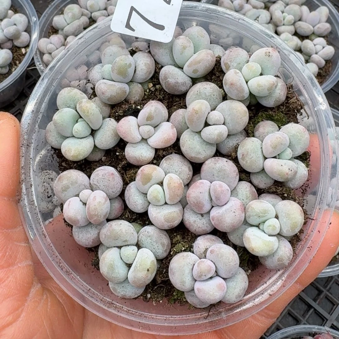 多肉植物多肉植物724