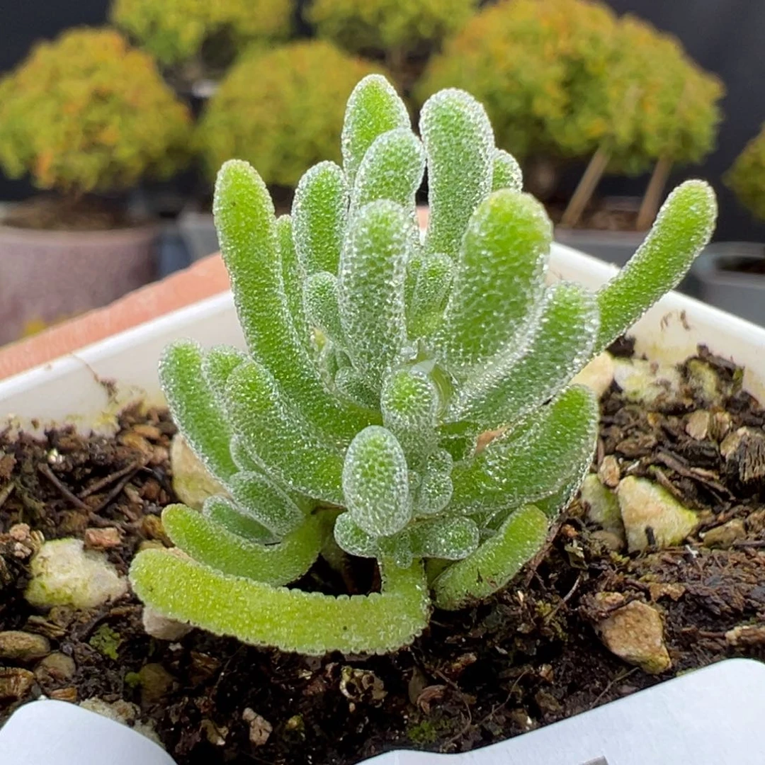 豆***儿dy5355实生冰霜杂冠幅2cm