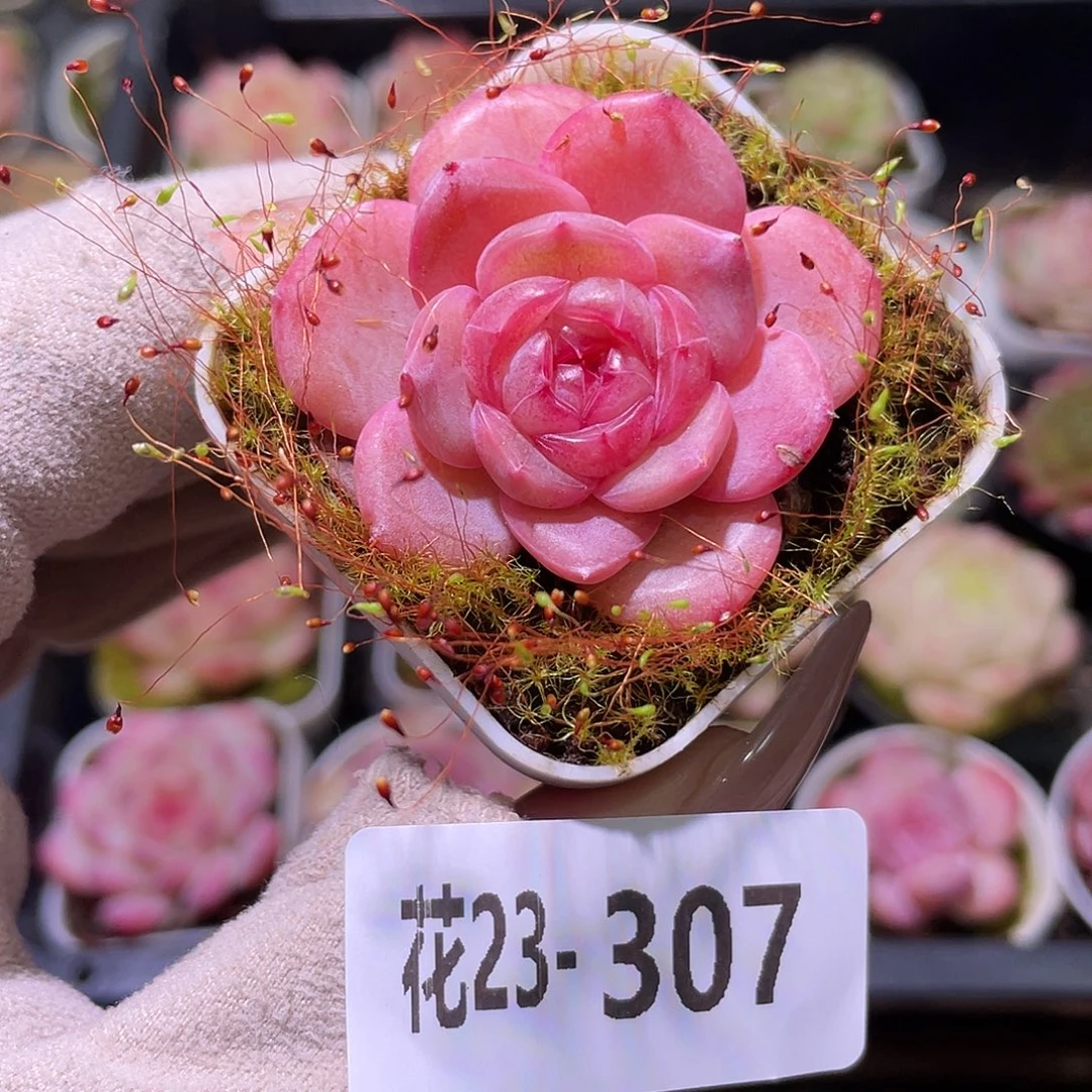 花利美23-307福利珍妮