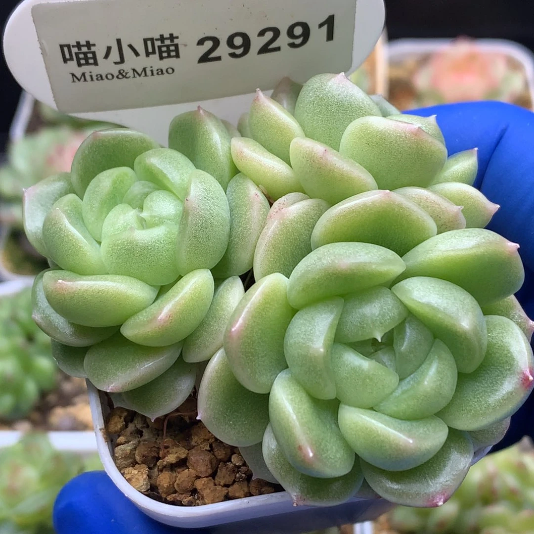 卡***伊多肉植物杂交珍妮