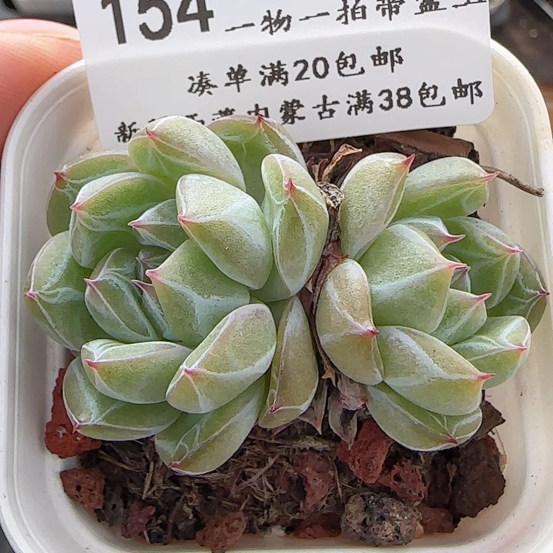 多肉0625-154雪花珍妮双头