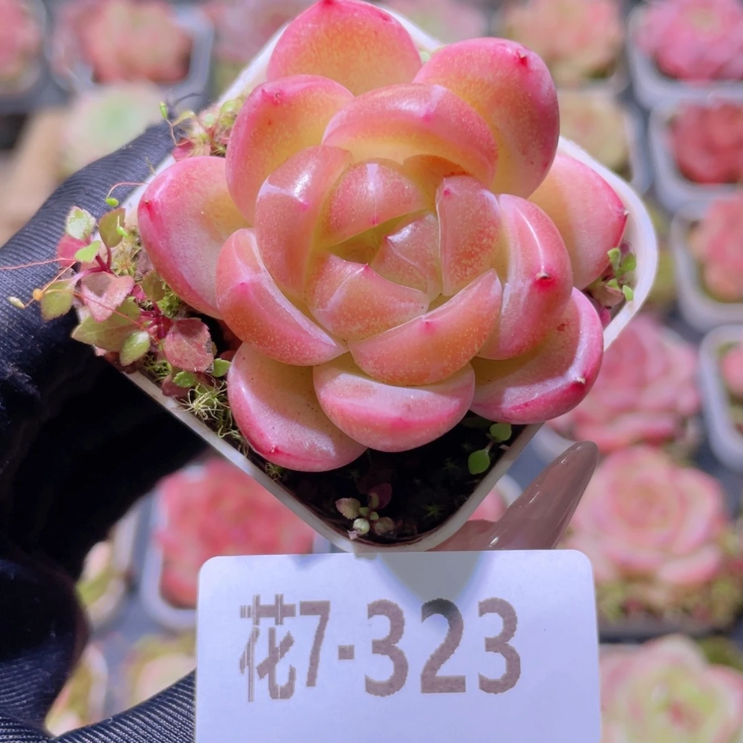 花利美7-323新品珍妮