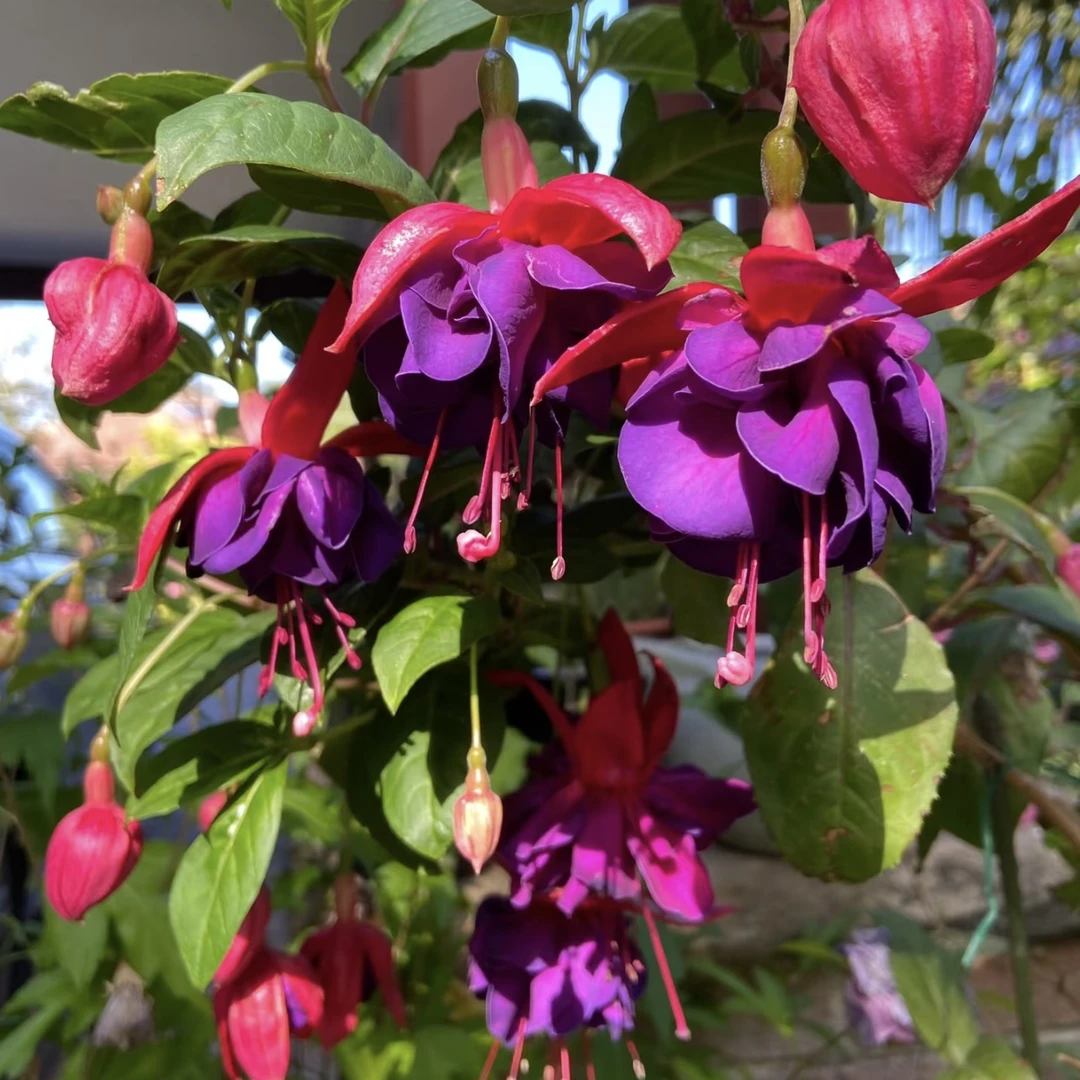 紫色倒挂金钟室内多年生草本阳台庭院易种植养护