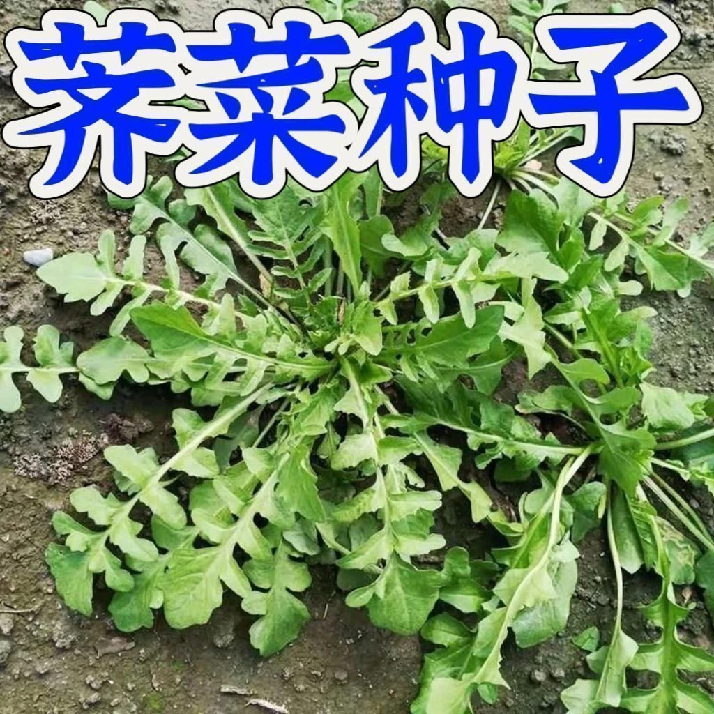 紫叶荠荠菜种子香荠菜野生荠荠菜阳台盆栽蔬菜种子