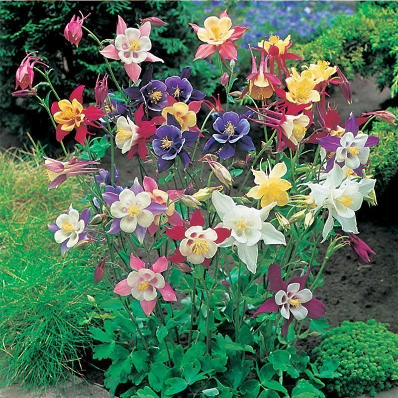 耧斗菜花种子大花重瓣猫爪花四季易播种多年生室外庭院阳台