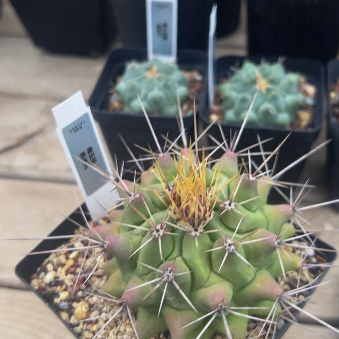 鹤巢丸仙人球多肉植物