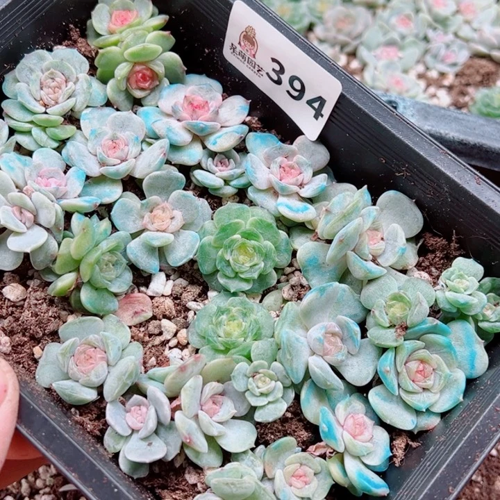 君***君多肉植物多肉植物