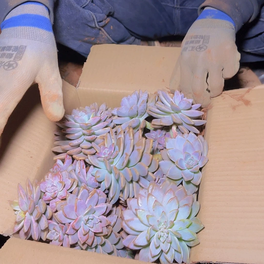 箱拍淡雪多肉轻微断肢不售后看好在拍