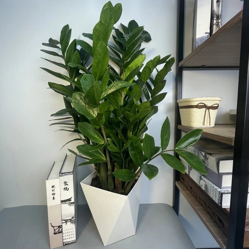 合-超值价！含盆65-85CM金钱树盆栽四季植物室内绿植花卉净化空气