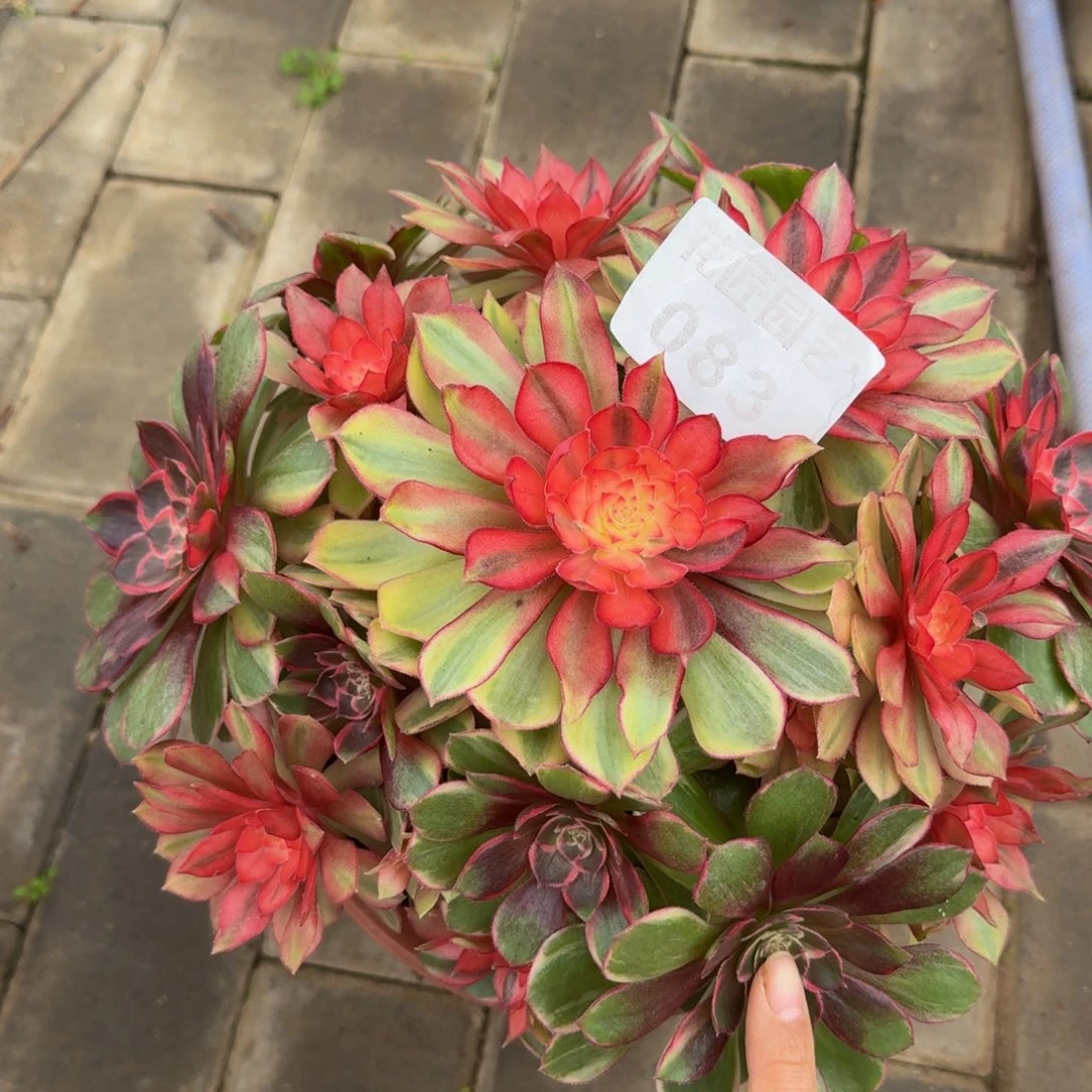 r***e多肉植物083黑魔锦