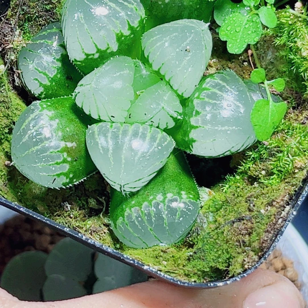 糯米玉露多肉植物