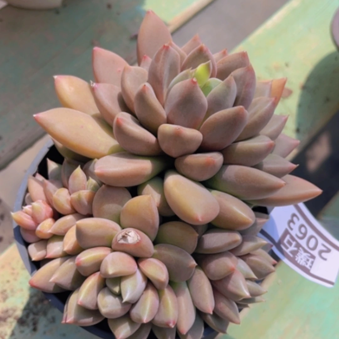 【闪购商品】红象牙2063