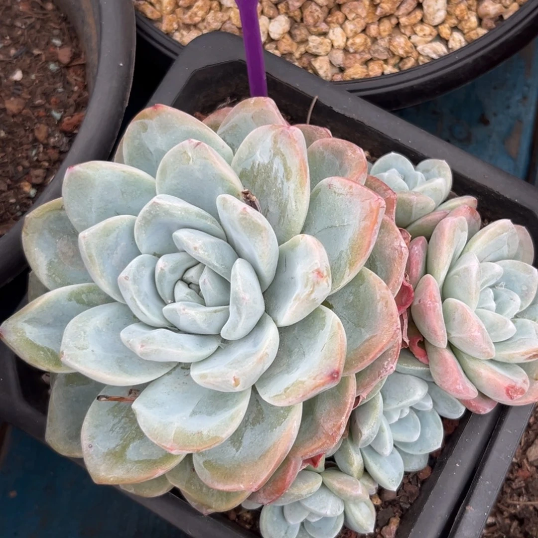 冰玉多肉植物841.