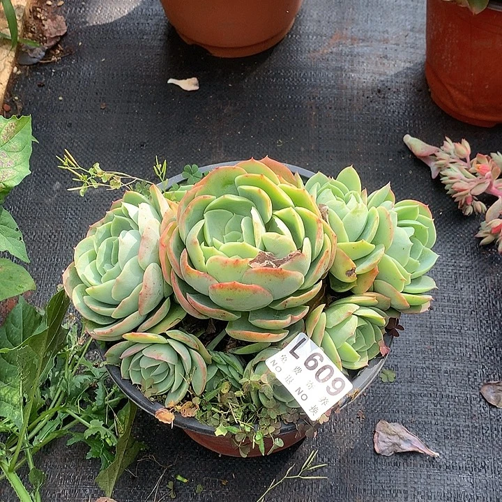 桃花坞捧花 杆子细 介意勿拍