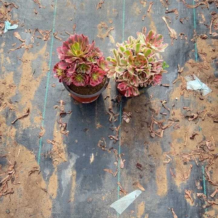 用***1不包侧枝法师链接1