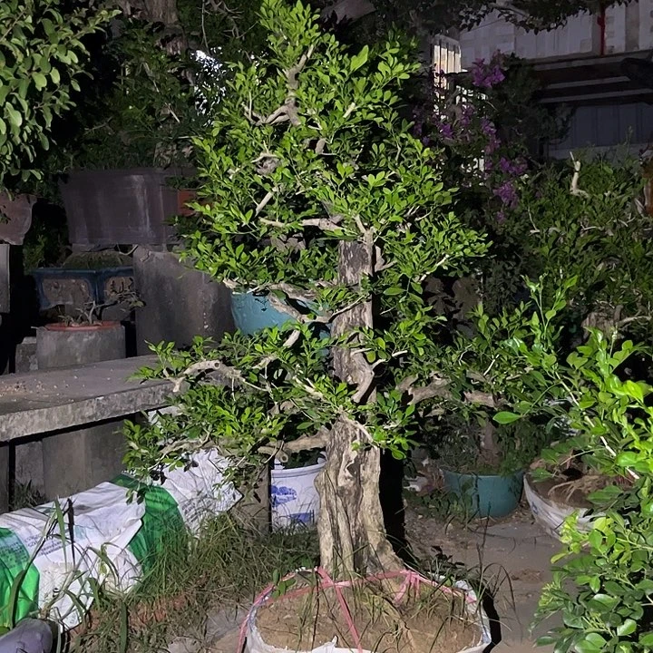 用***0无花朵九里香香花四季常青