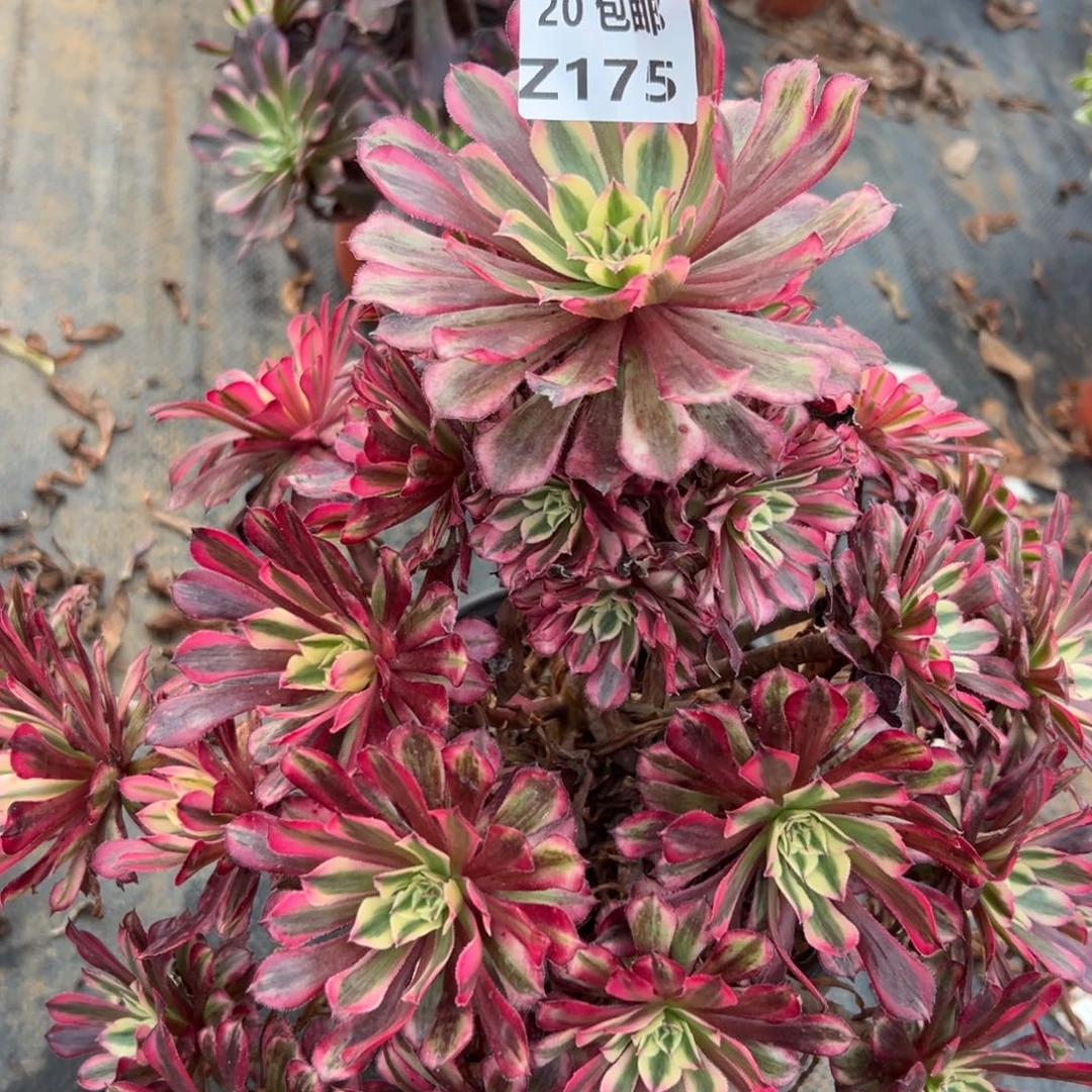 175红铜白，，满20包邮嘟叮熊