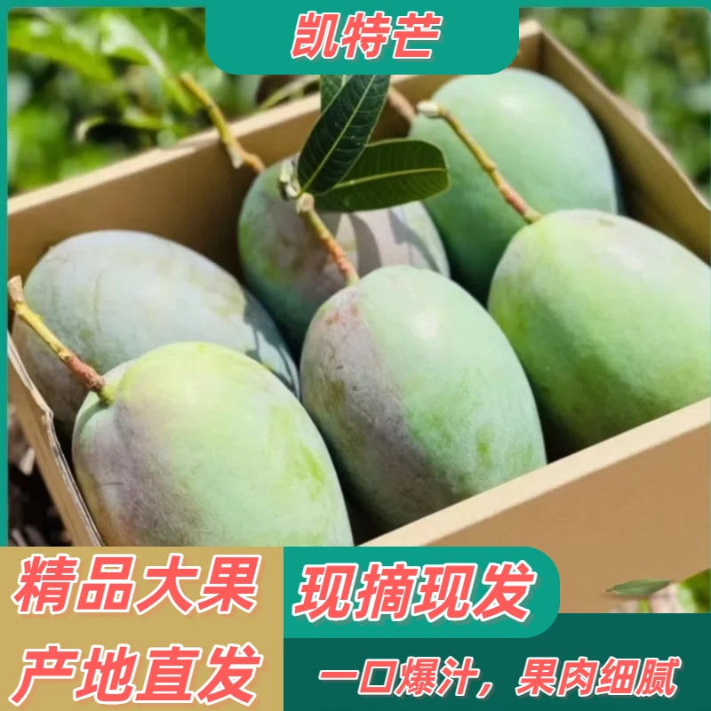【产地直发】凯特芒 单果700g+精品大果一口爆汁营养担当健康加分