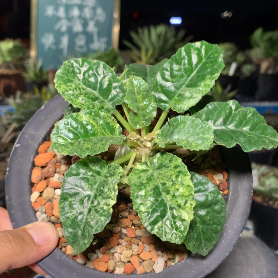 实生硫桑锦，嗯嗯嗯嗯嗯