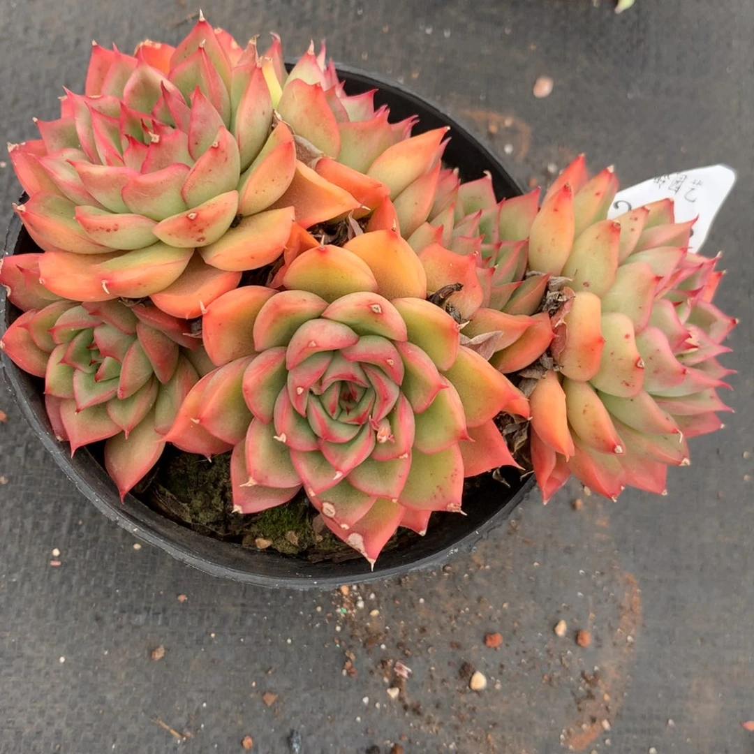 2892杂交精品基地14厘米