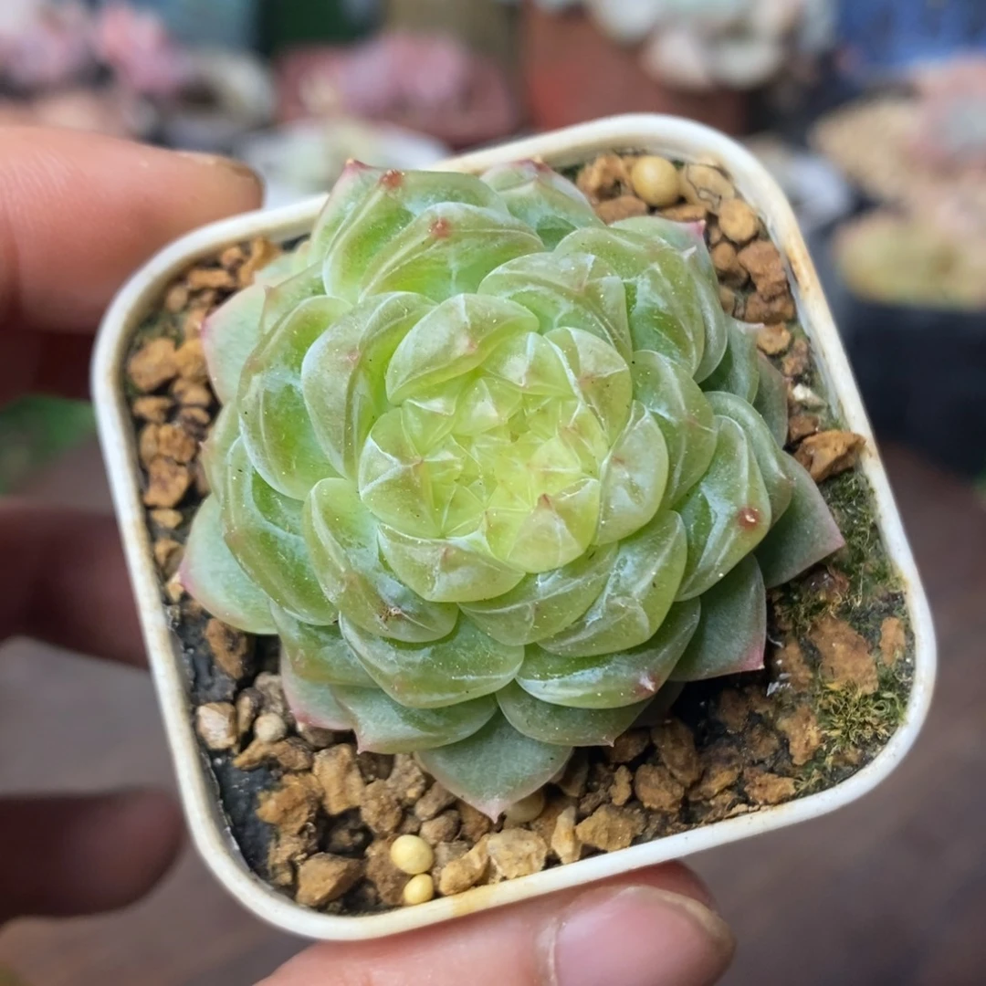 泼天财富密码单头一物一拍