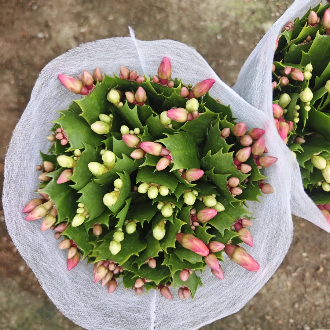 蟹爪兰带盆四季开花简单懒人盆栽耐旱好养易活净化防辐射盆栽正宗