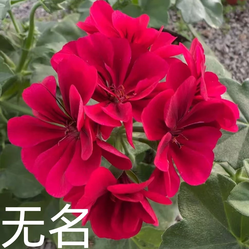 【紫天鹅】垂钓重瓣天竺葵