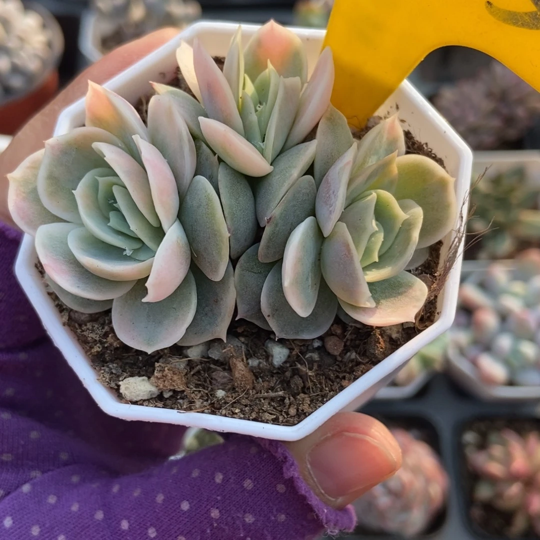 635蓝色惊喜锦多肉