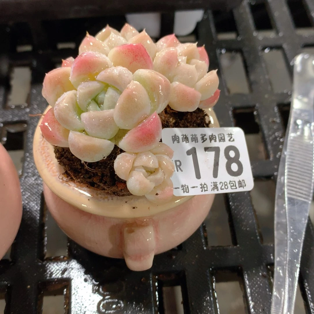 肉萌萌拇指盆精控多肉ZR178