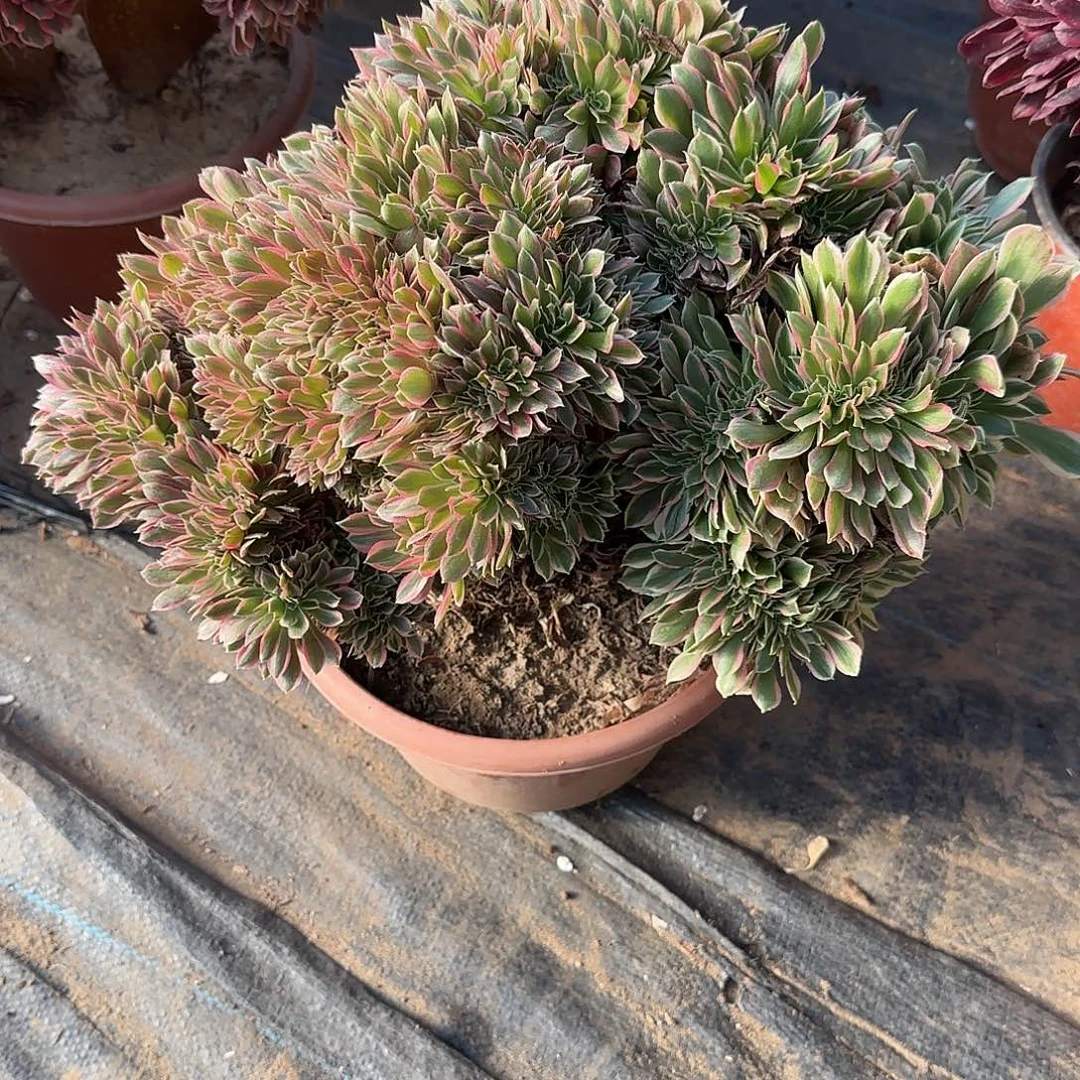 苗***头女神缀化脱土发货