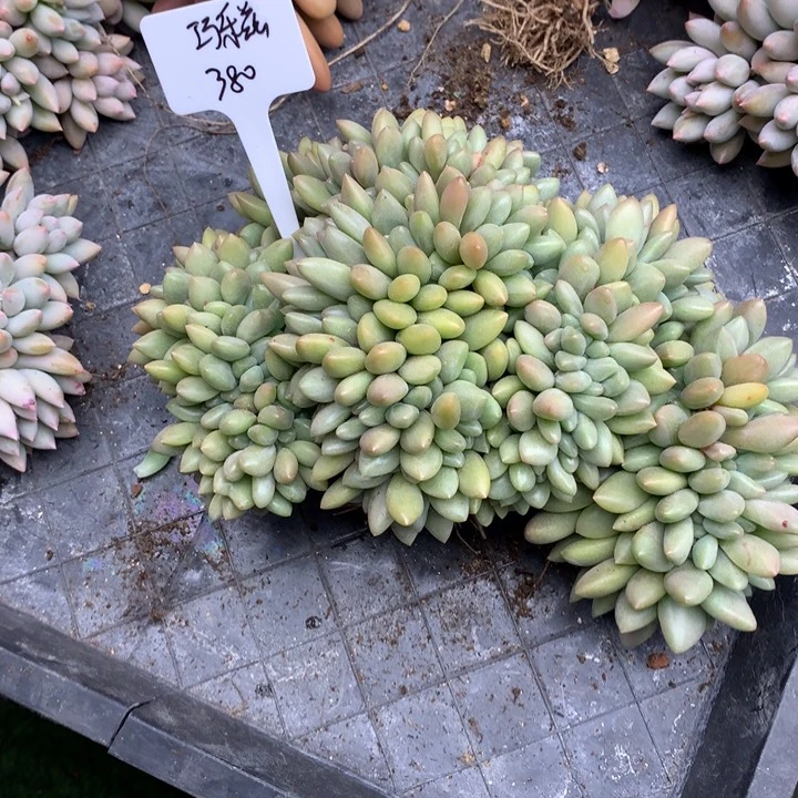 桃花源潜力股多肉寄养1111