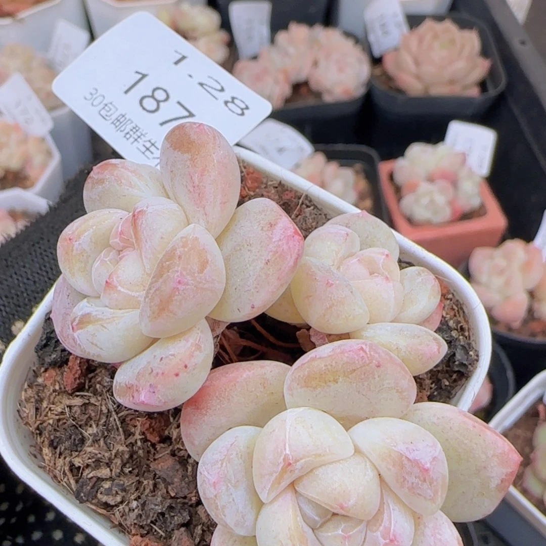 三头老桩冰玉一颗脱土