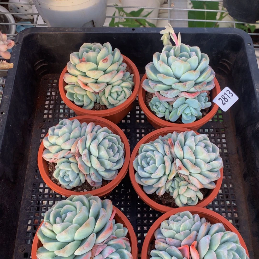 2813冰玉六个一起的小姐妹