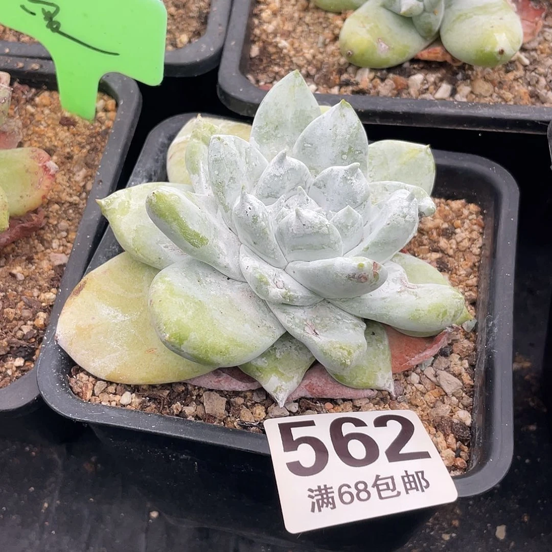 晨溪园艺仙女杯呀