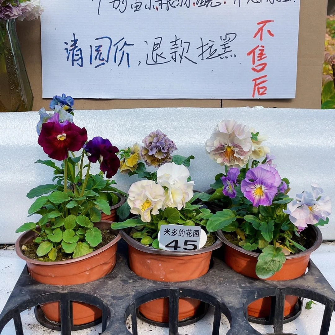 大部分花苞少量开放45