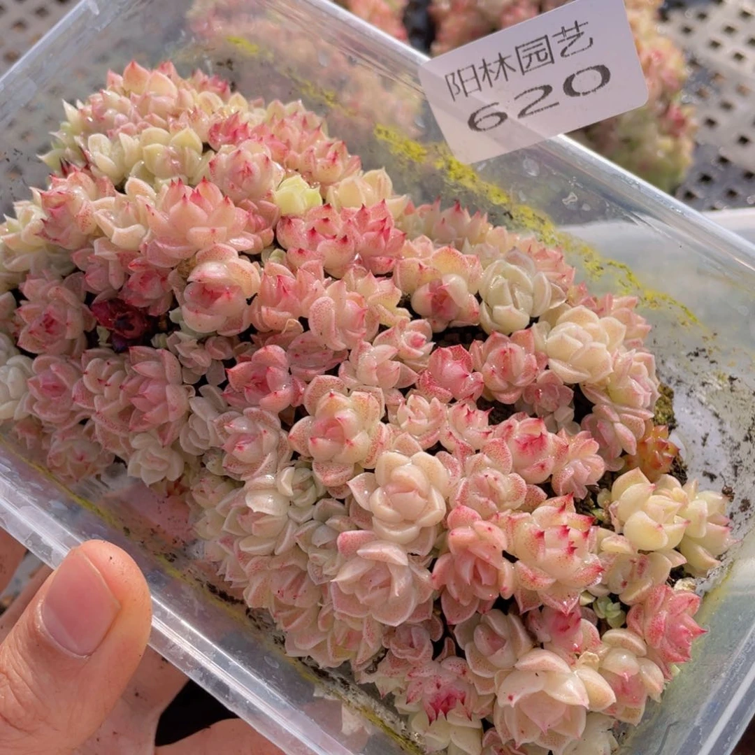 多肉植物多肉植物620