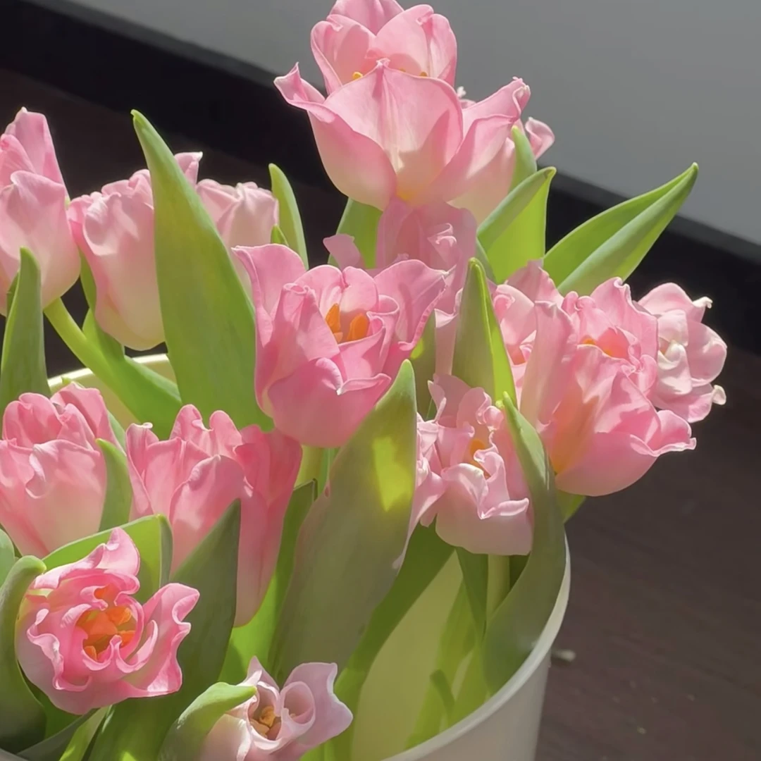 【水培郁金香】荷兰进口郁金香种球室内外培育花卉四季盆栽耐寒植物