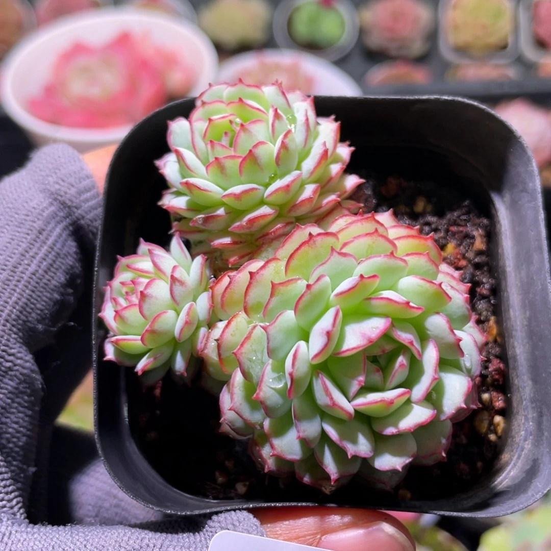 花利美5-368小红船