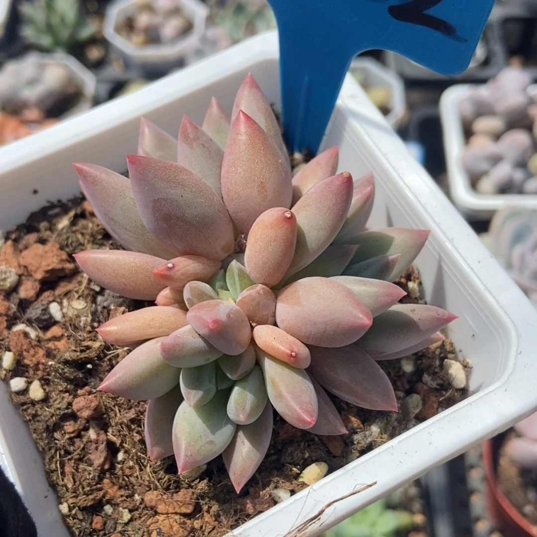 1022车厘子多肉植物保护