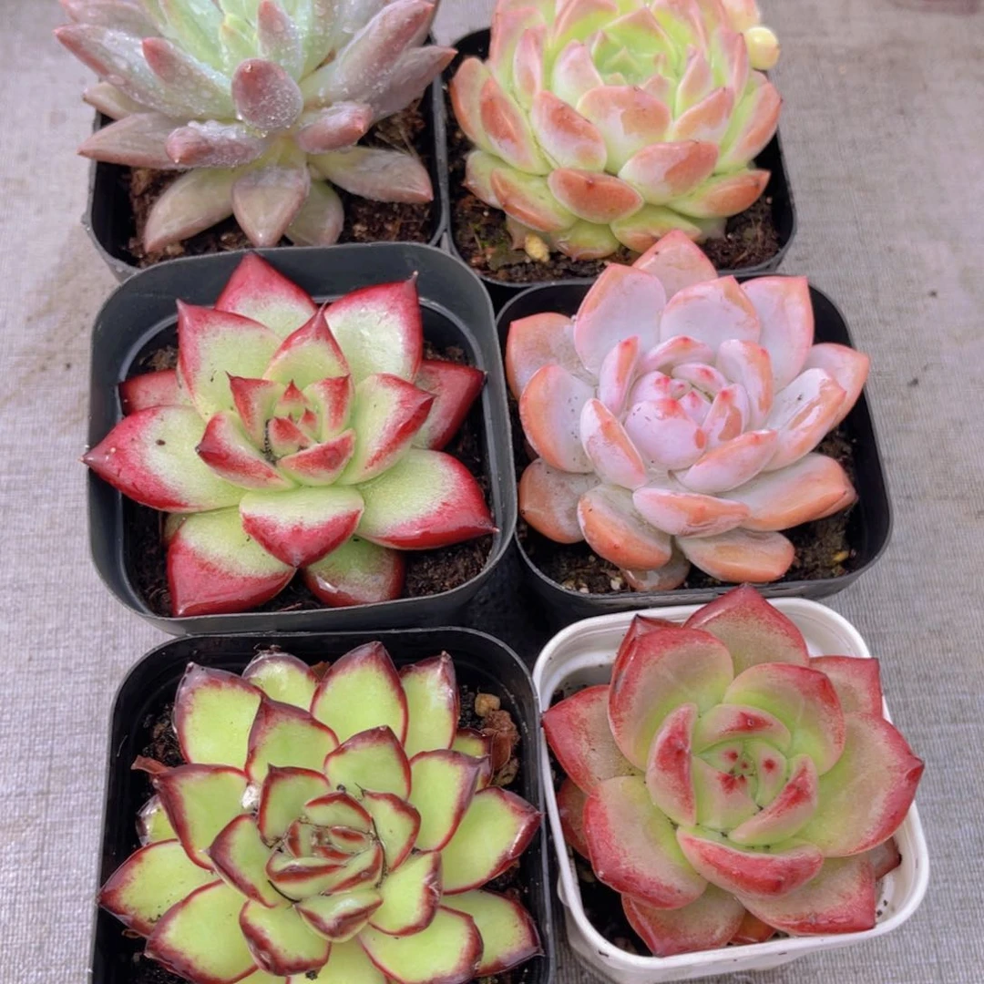 高考顺利套餐带盆土多肉植物