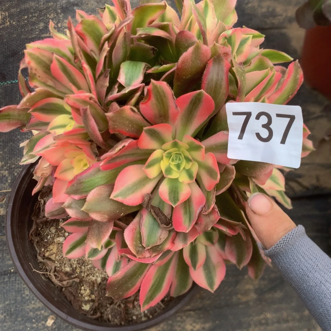 737香妃多肉植物