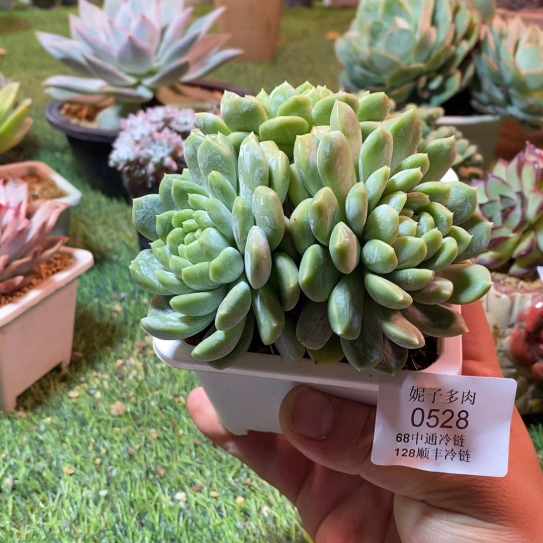 *****0528啊啊啊啊啊啊啊啊