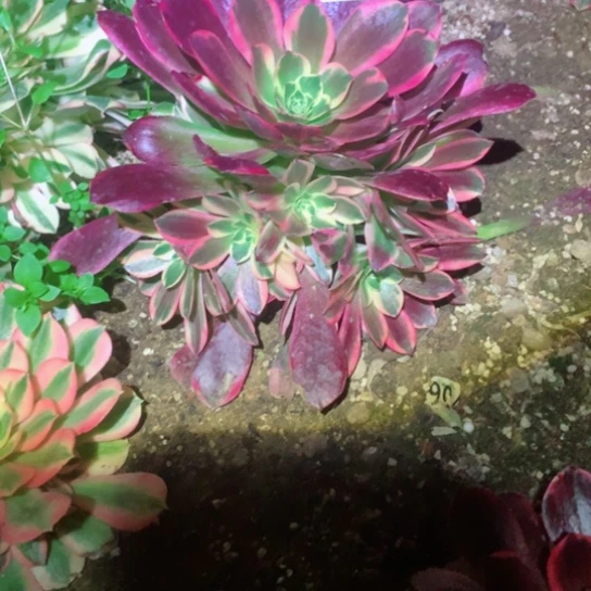 多肉植物777多肉