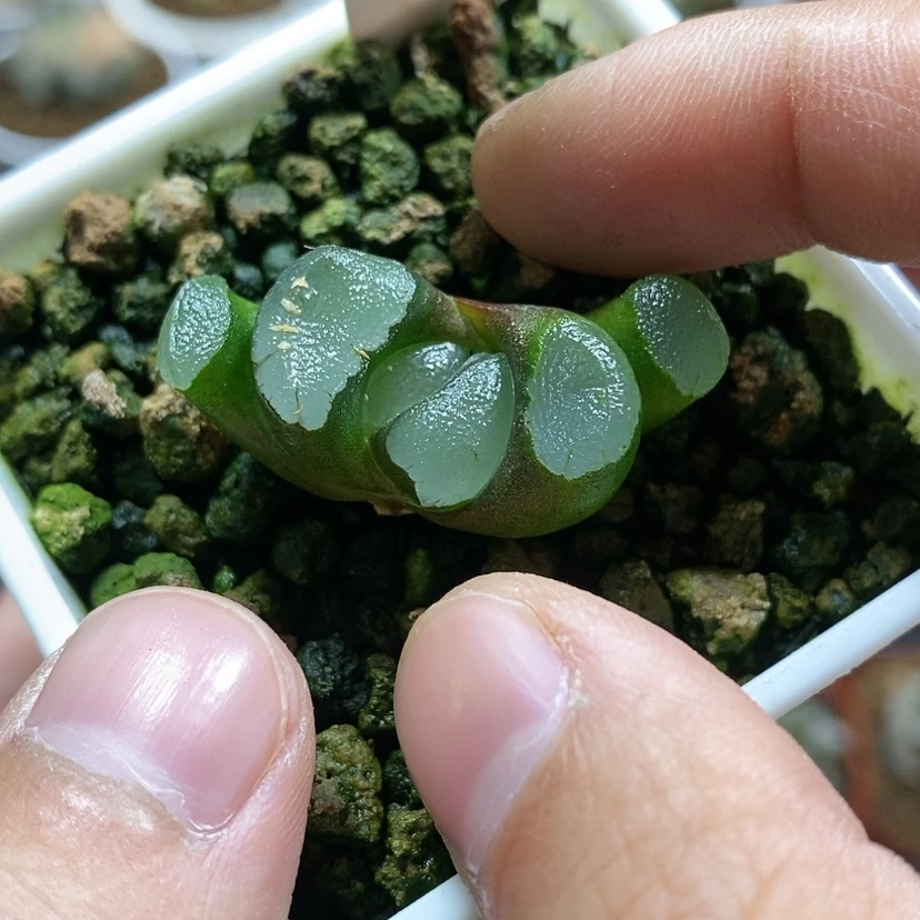 【闪购商品】叼*175紫镜