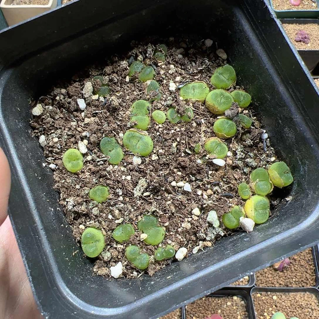 【闪购商品】259 带盆