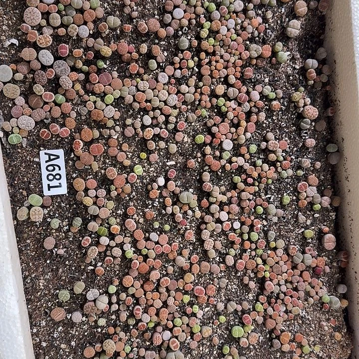 生681石花整筐脱土发货