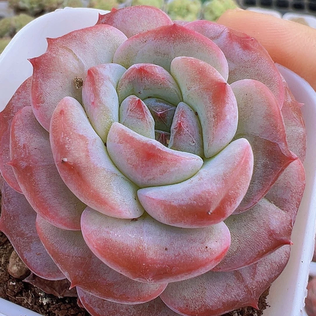 紫影19包邮多肉植物