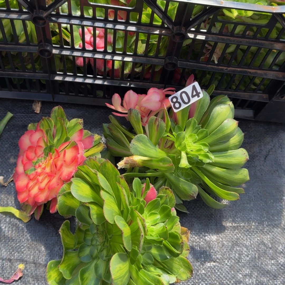 804多肉植物知否三颗无根